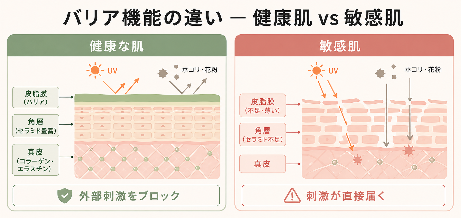 記事26_敏感肌-スキンケア-方法_画像26-2_健康肌vs敏感肌バリア比較断面図.png